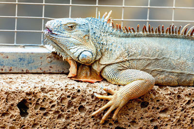 Close-up of iguana against fence