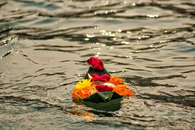 Close-up of flower on shore