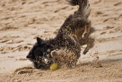 Close-up of a dog running on sand