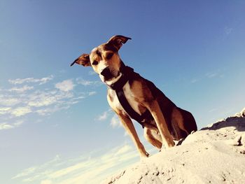 Low angle view of dog against sky