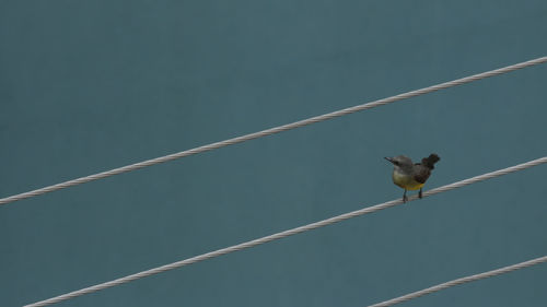 Bird on wire