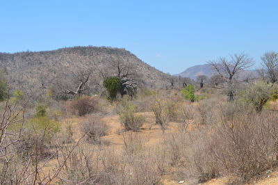 Scenic view of landscape against clear sky