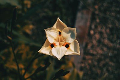 Close-up of white rose flower