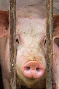 Close-up portrait of pig in pen