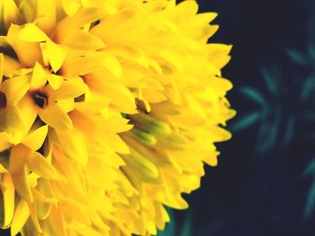 Close-up of yellow flower blooming outdoors