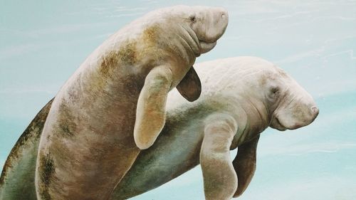 Close-up of manatees painted on school wall