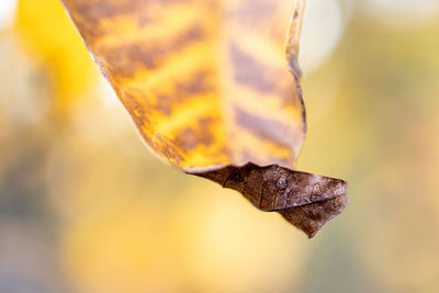 macro photography