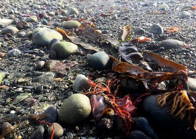Close-up of shells on beach