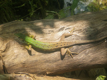 Close-up of lizard on tree