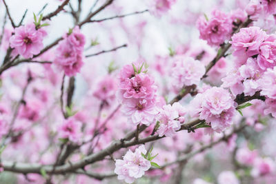 Close-up of pink cherry blossom