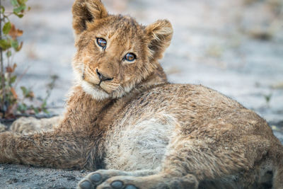 Close-up of lion cub lying on field