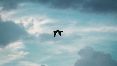 Low angle view of bird flying in sky