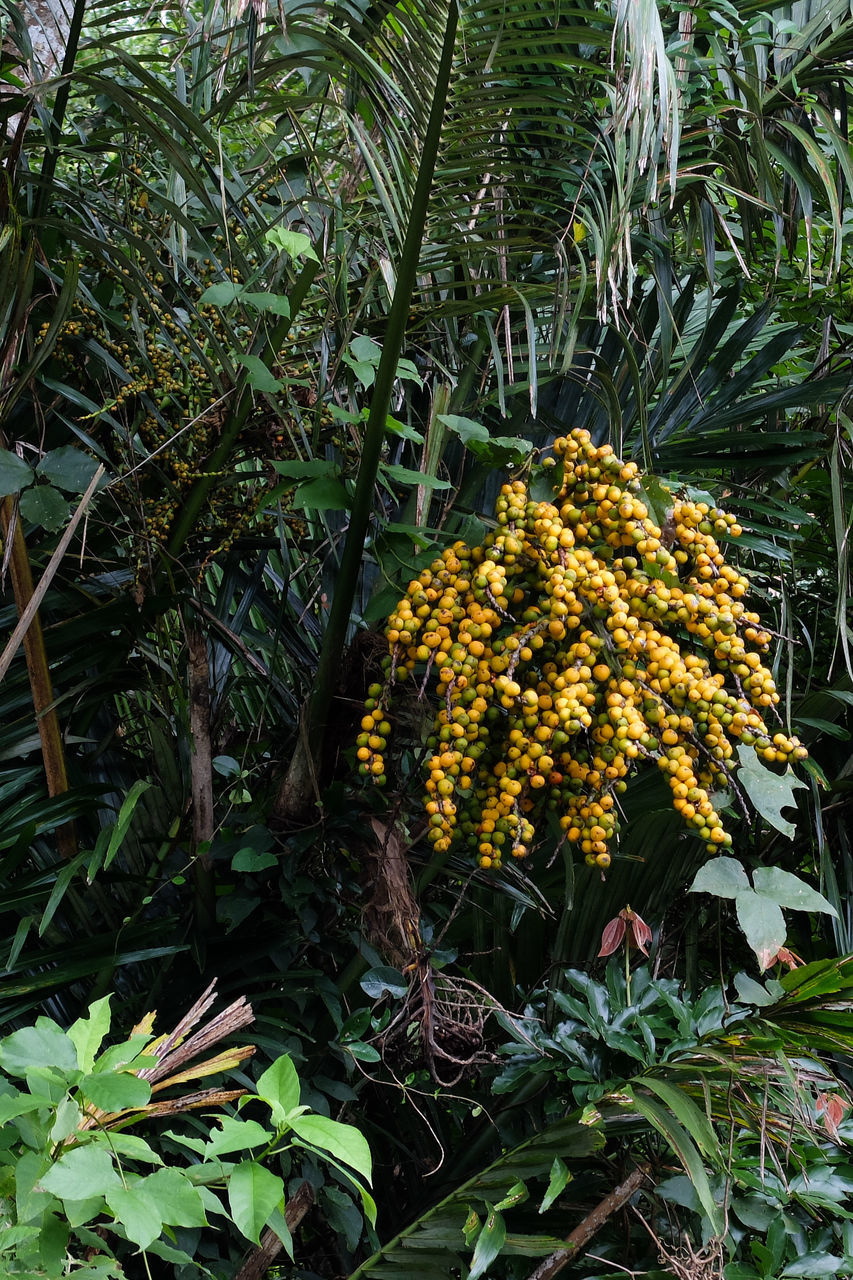 CLOSE-UP OF YELLOW FLOWERING PLANTS IN SUNLIGHT