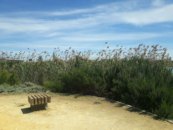 Plants growing on land against sky