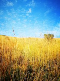 Wheat field against blue sky