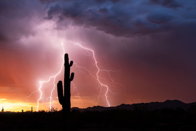 Arizona desert sunset with lightning and saguaro cactus silhouettes