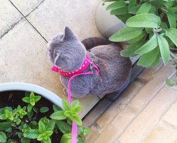 plant