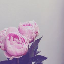 Close-up of pink rose against white background