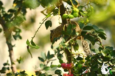 Close-up of fruit growing on tree