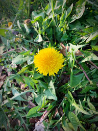 Close-up of yellow flowering plant