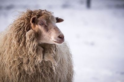 Close-up of a sheep on snow field