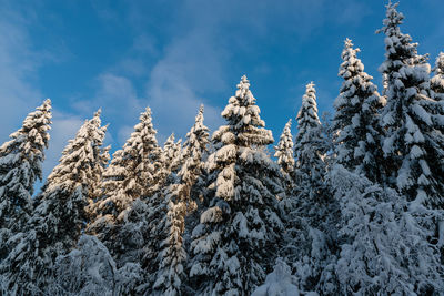 Low angle view of snow covered tree against sky