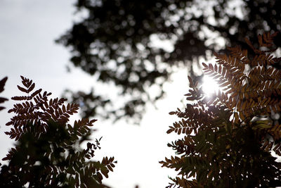 Low angle view of trees against sky