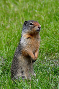 Close-up of ground squirrel on grass