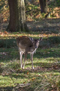 Deer standing in a field