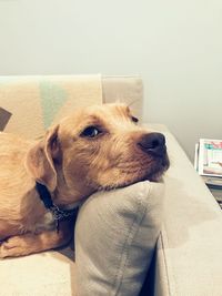 Close-up of dog relaxing on sofa at home