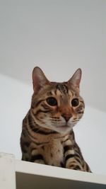 Close-up portrait of cat sitting on floor