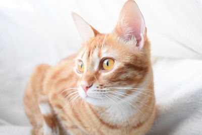 Close-up of cat looking away