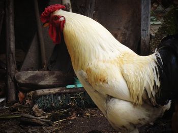 Close-up of rooster