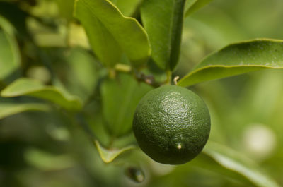 Close-up of green fruits on tree