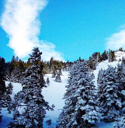 Low angle view of pine trees against sky during winter