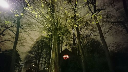 Trees against sky