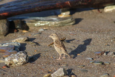 High angle view of birds on beach