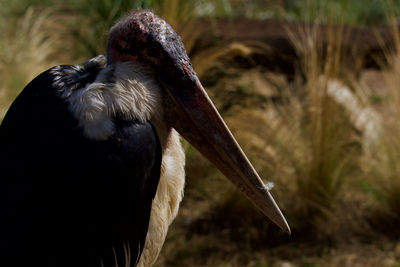 Close-up of a bird