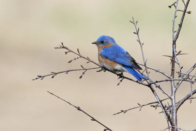 Close-up of bird perching on branch