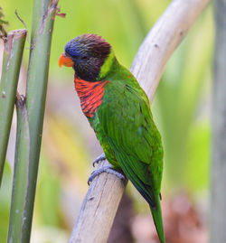 Close-up of parrot perching on tree