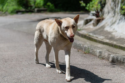 Portrait of dog standing on road