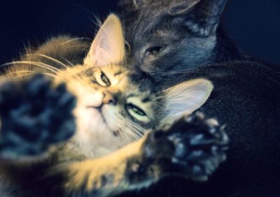 Close-up portrait of cat relaxing