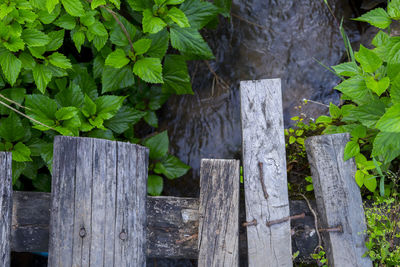 Close-up of wooden fence against plants