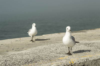 Seagull perching on sand at beach