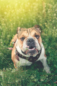 Dog training. happy bulldog runs in the meadow. funny smiling english bulldog