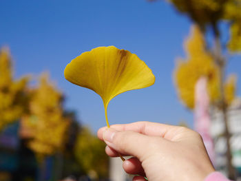 Close-up of hand holding yellow flowering plant