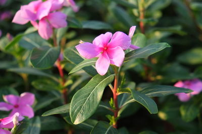 Close-up of pink flowers blooming outdoors