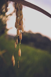 Close-up of plant growing on field against sky