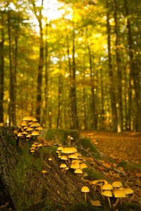 Close-up of yellow mushroom growing in forest