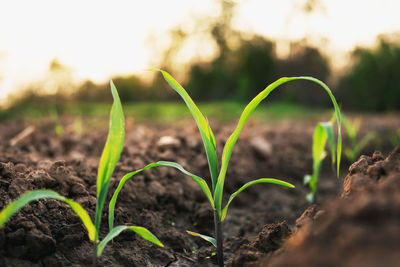 Close-up of plant growing on field